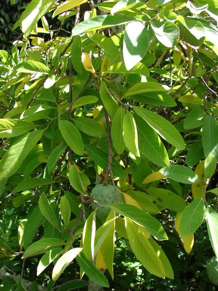 Chirimoya (Custard Apple)