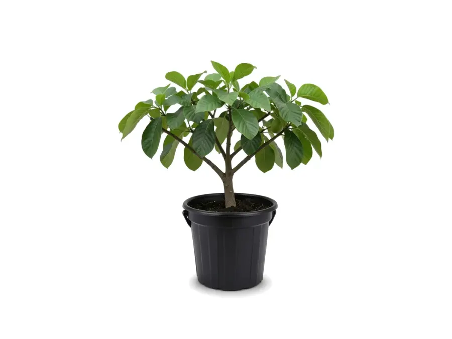 Chirimoya (Custard Apple)