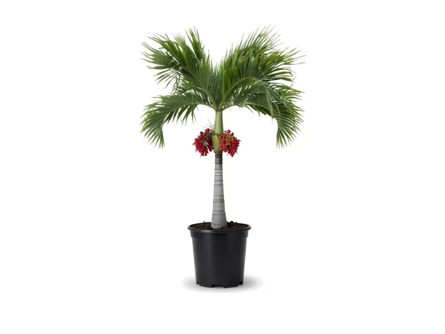 Christmas Palm
