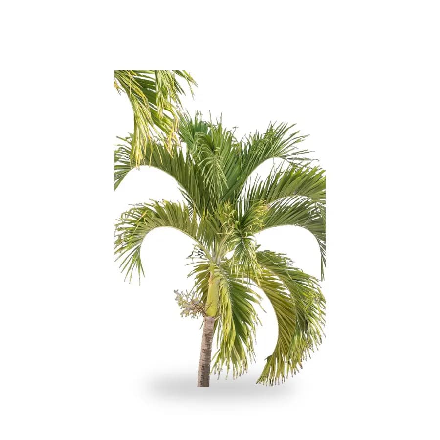 Christmas Palm