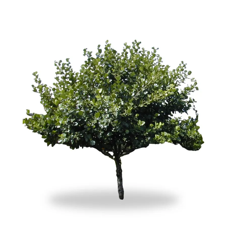 Clusia Tree