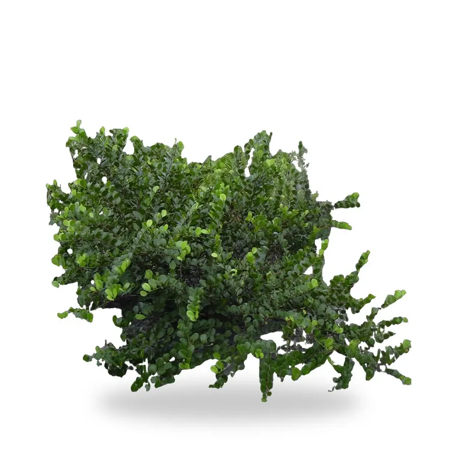 Cocoplum