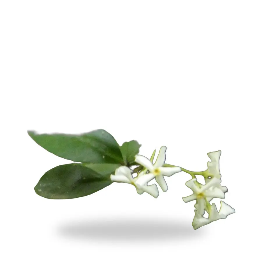 Confederate Jasmine