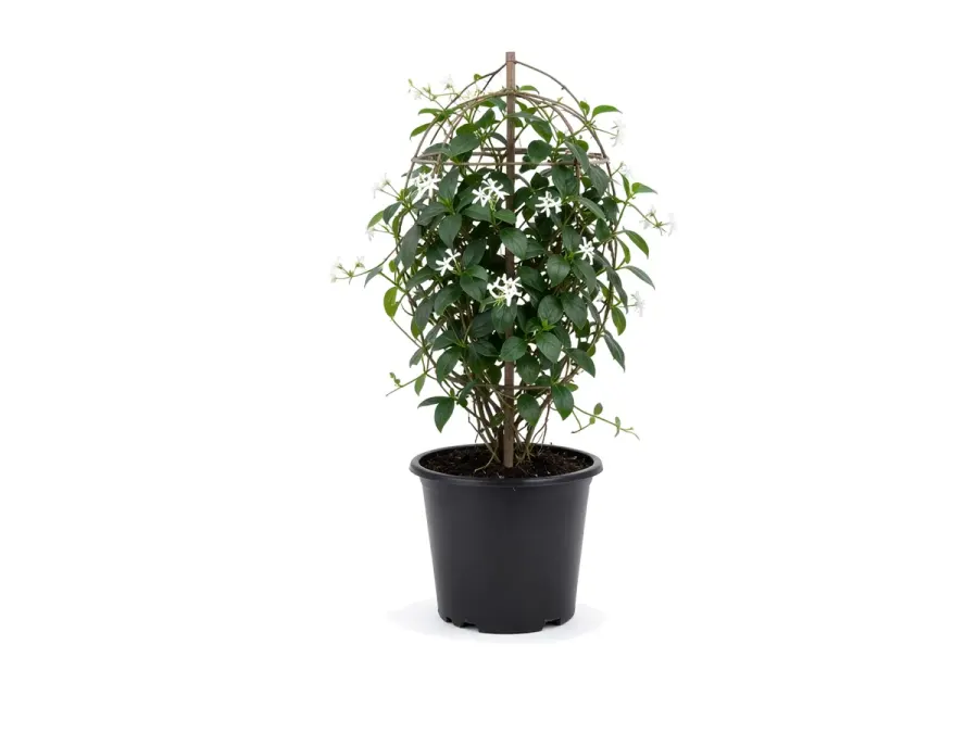Confederate Jasmine