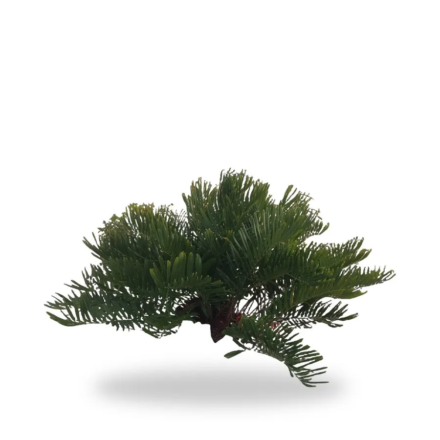 Coontie