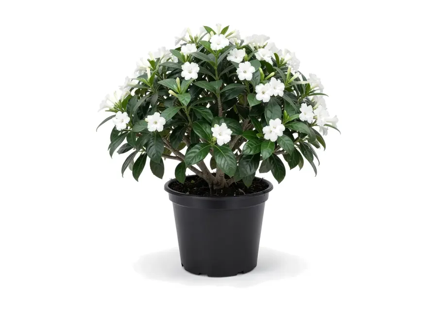 Crepe Jasmine