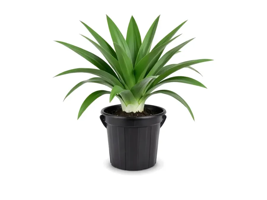 Crinum Lily