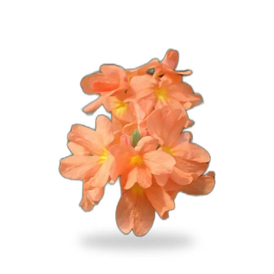 Crossandra Orange