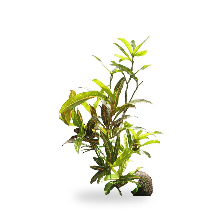Croton
