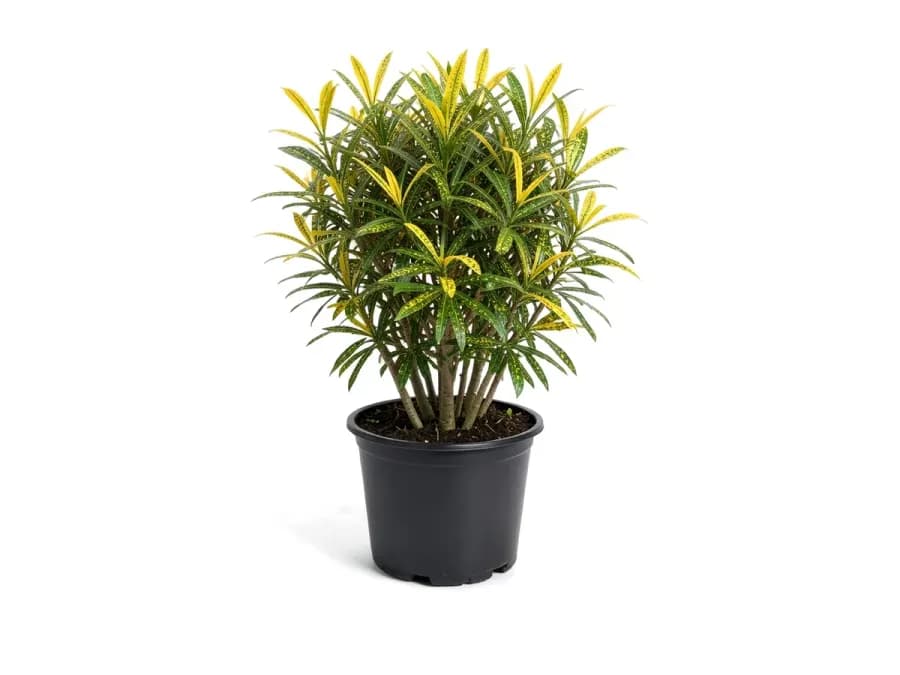 Croton