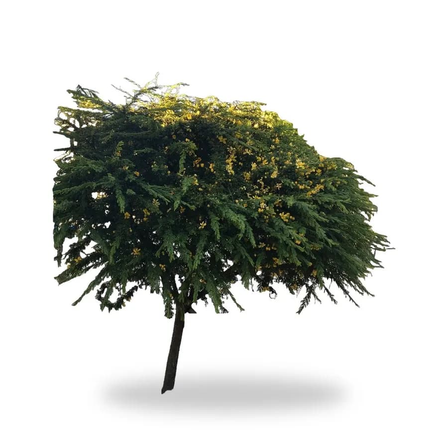 Desert Cassia