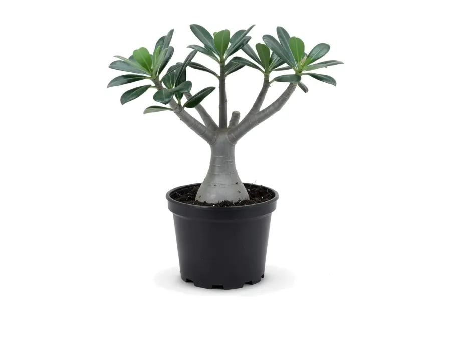 Desert Rose