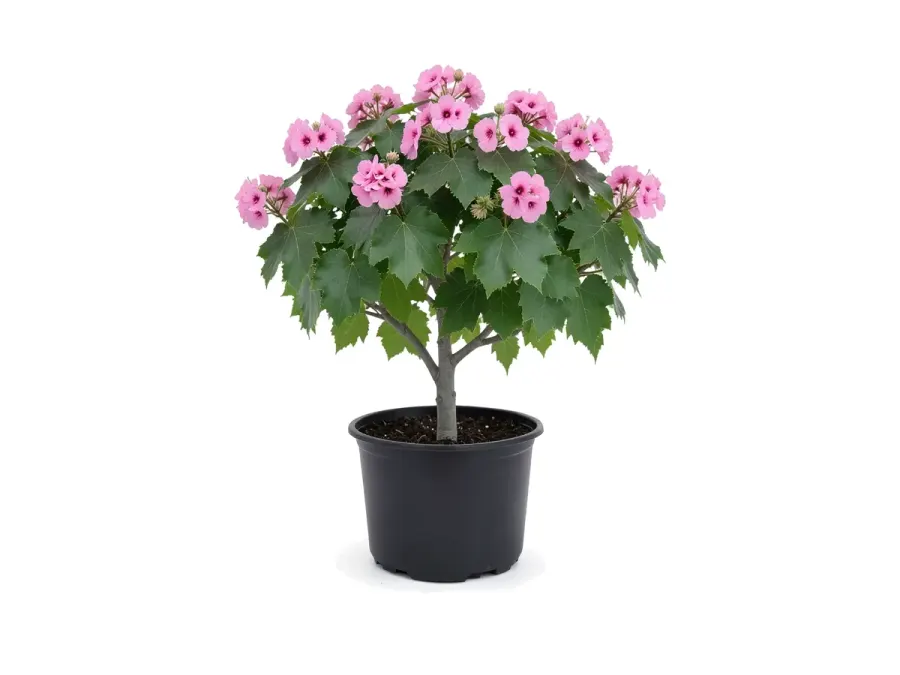Dombeya Seminole