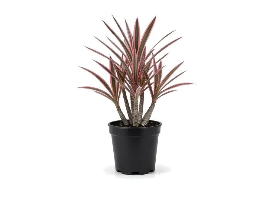 Dracaena