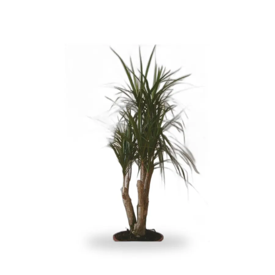 Dracaena