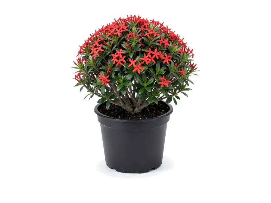Dwarf Ixora