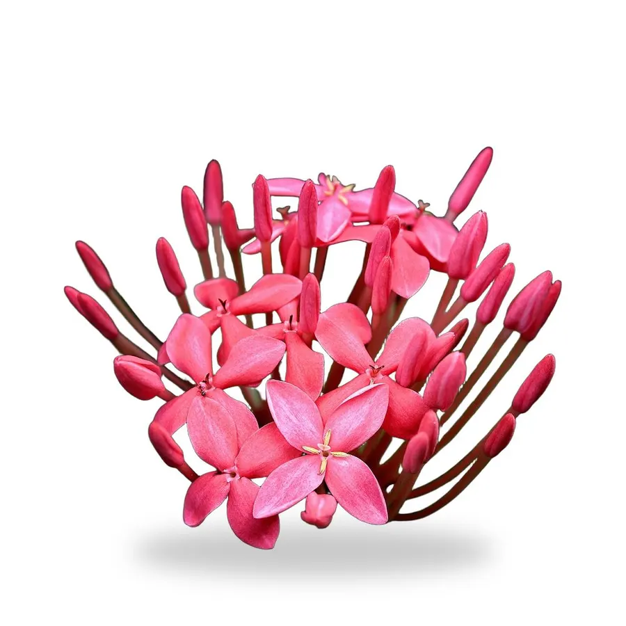 Dwarf Ixora