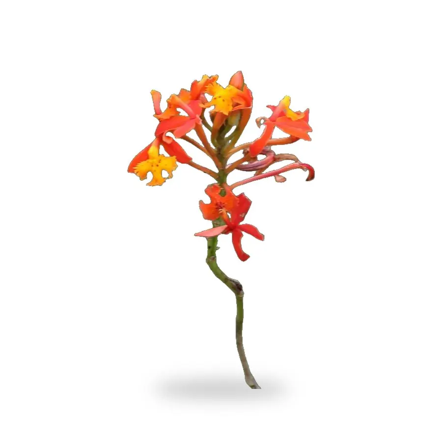Epidendrum Orchid Orange