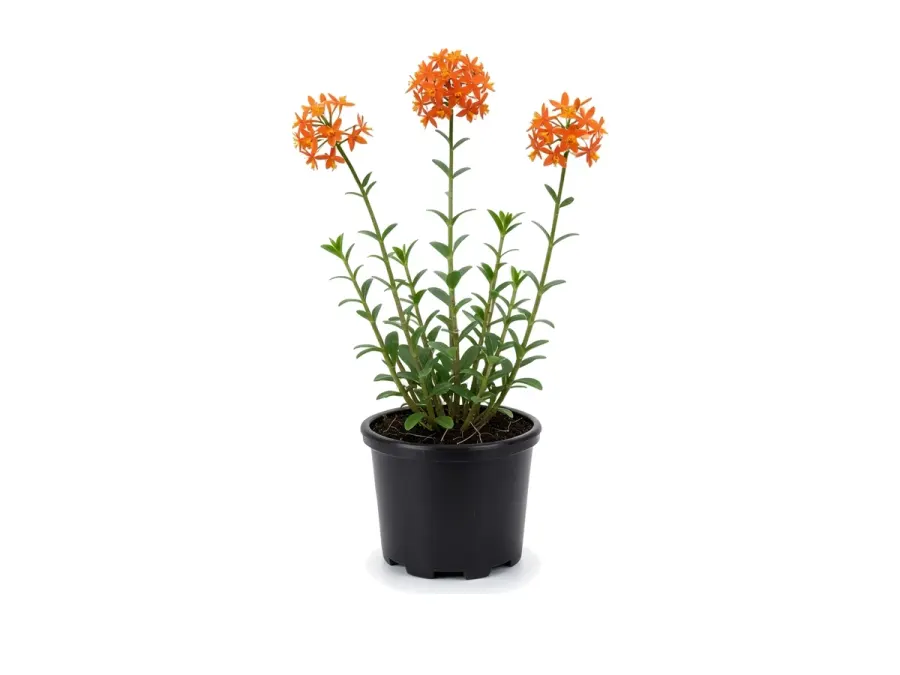 Epidendrum Orchid Orange