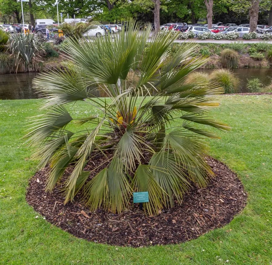 European Fan Palm