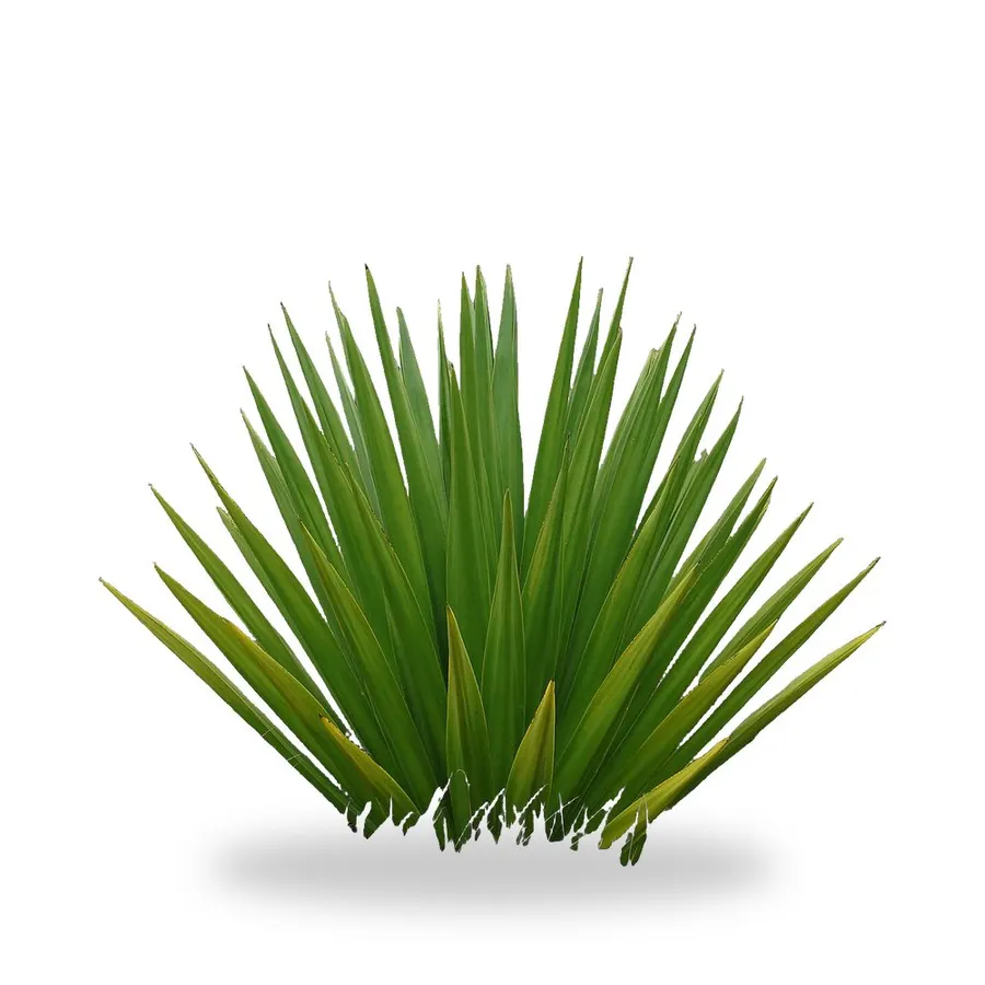 False Agave (Furcraea)