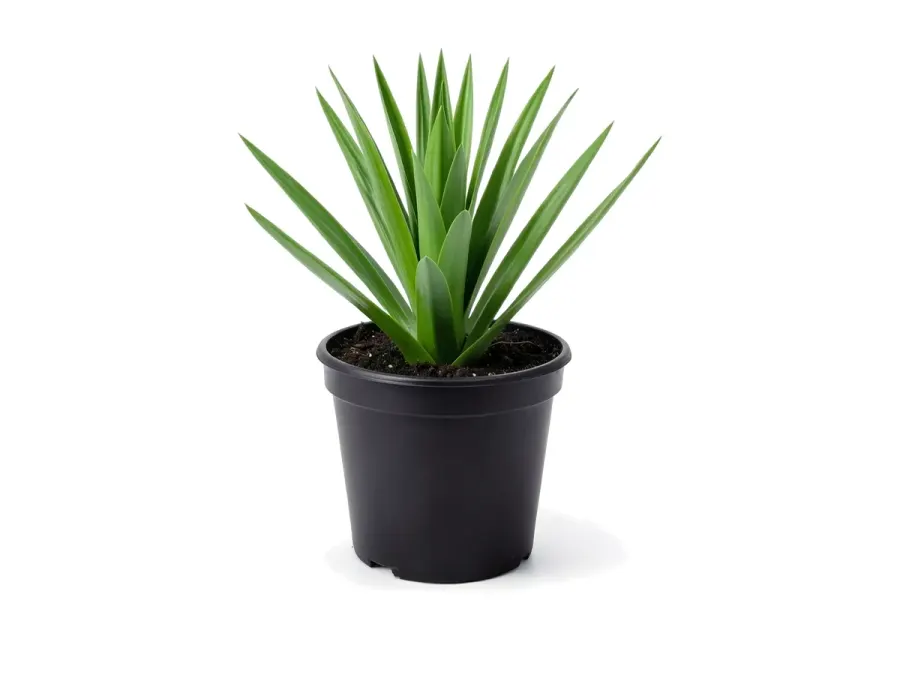 False Agave (Furcraea)