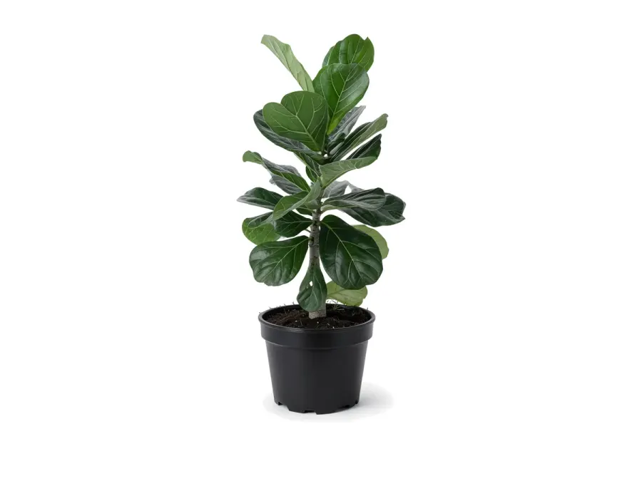 Ficus Lyrata (Fiddle Leaf Fig)