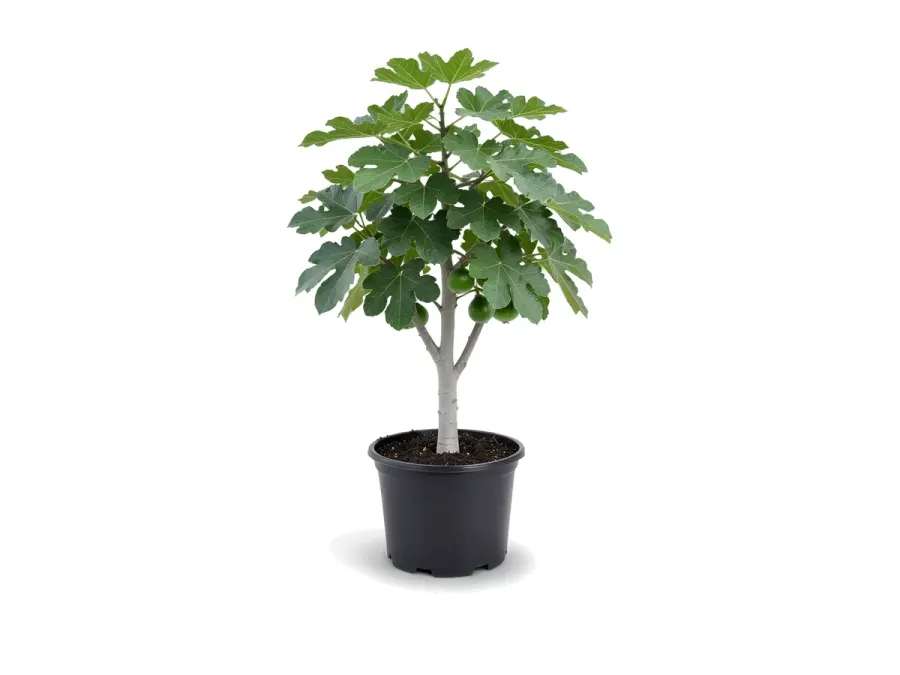 Fig Tree