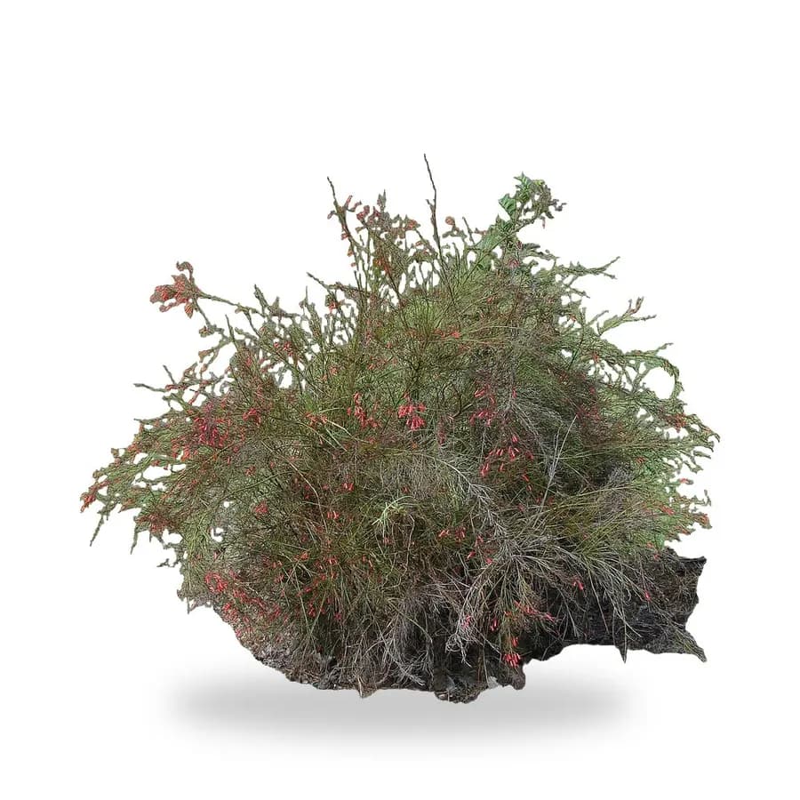 Firecracker Plant