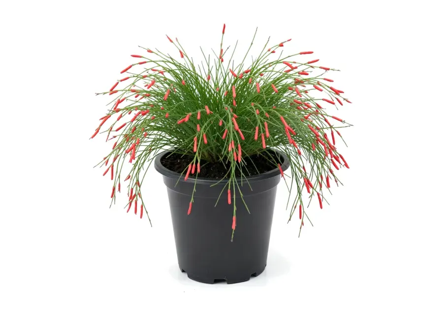 Firecracker Plant