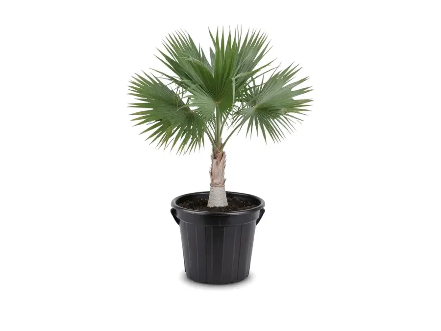 Florida Thatch Palm