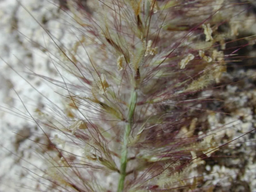 Fountain Grass