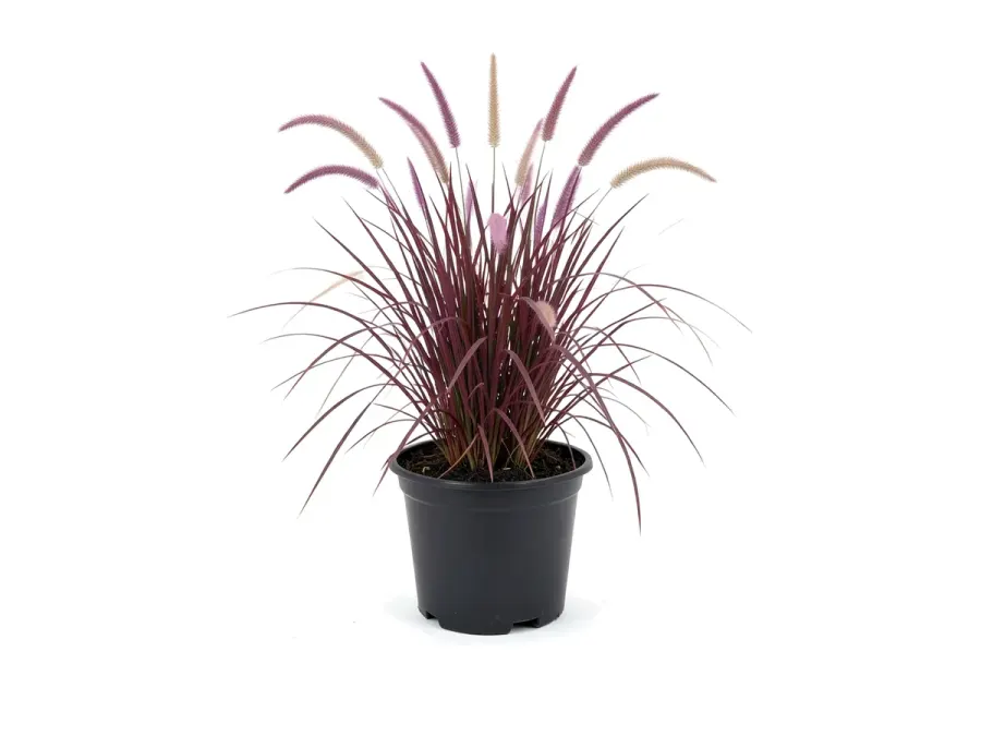 Fountain Grass