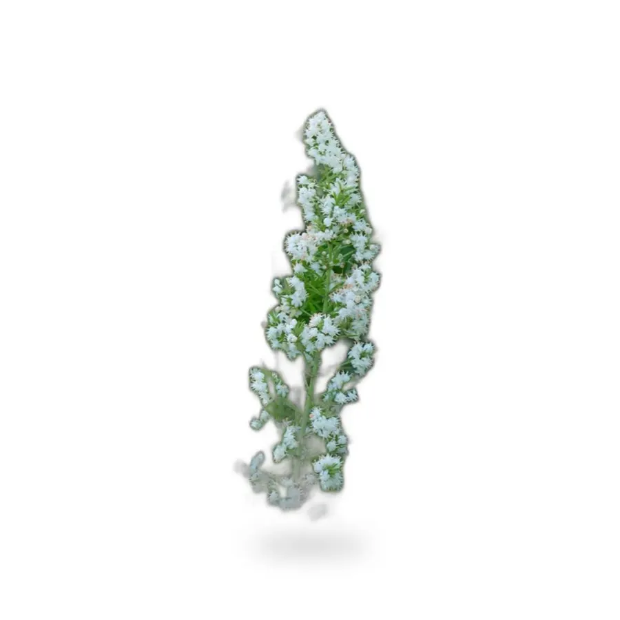Foxtail Fern