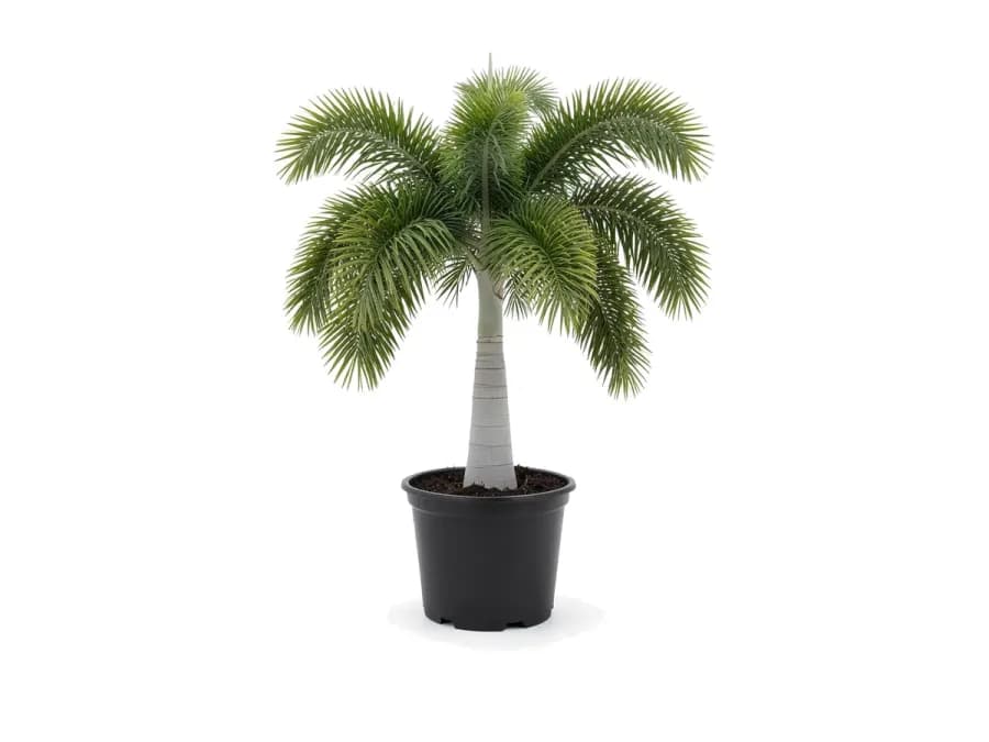 Foxtail Palm