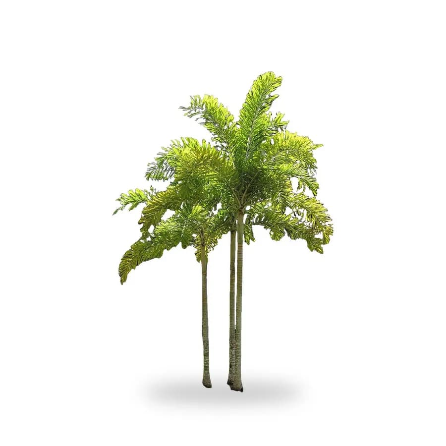 Foxtail Palm