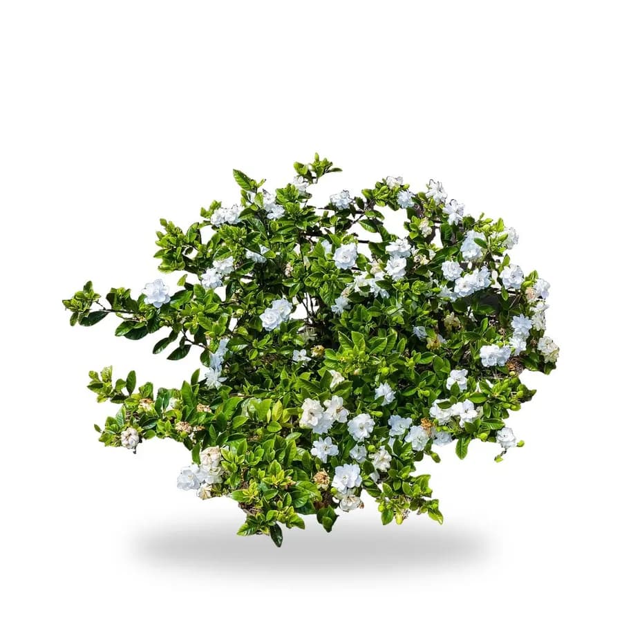 Gardenia