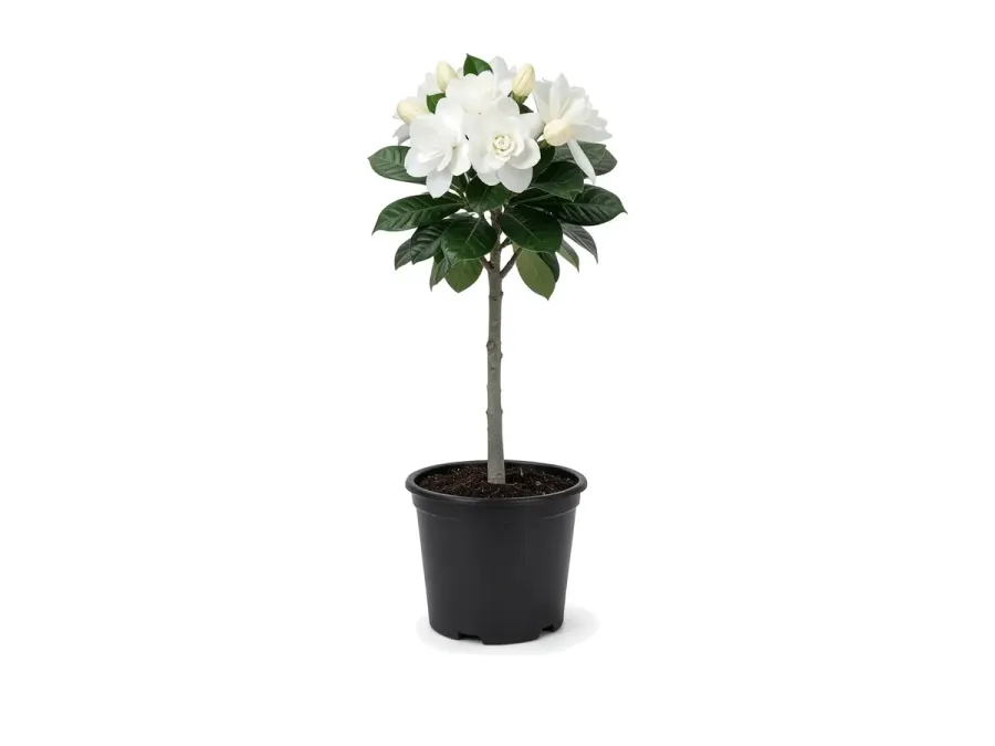 Gardenia