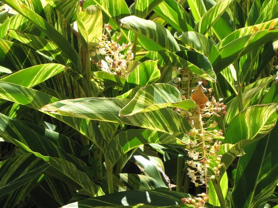 Ornamental Ginger