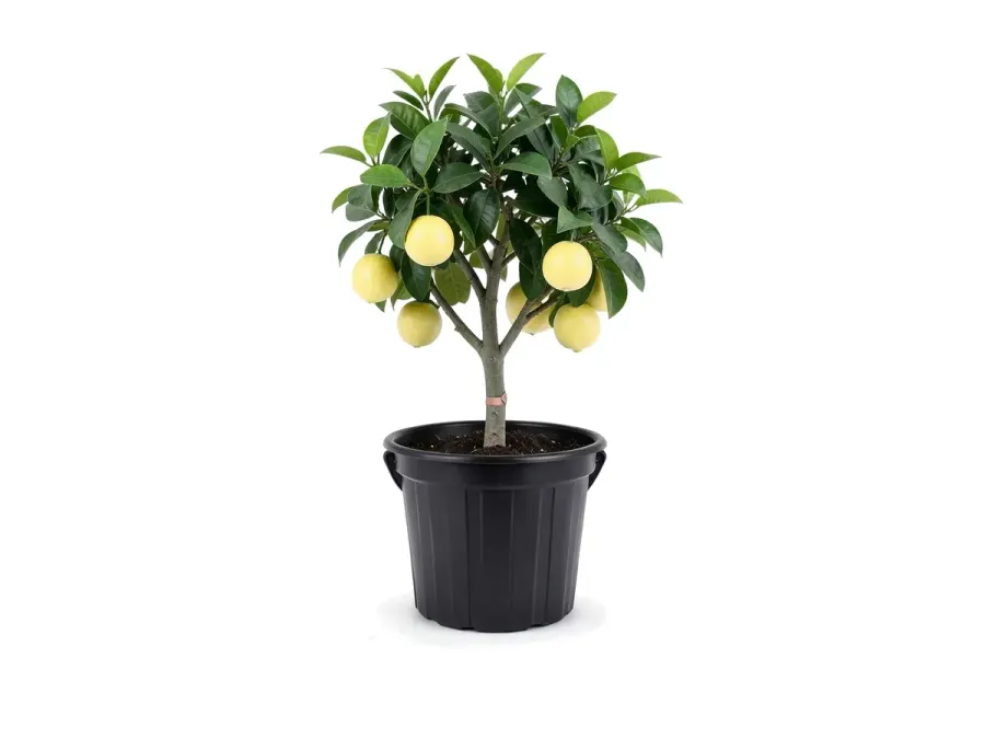 Grapefruit Tree