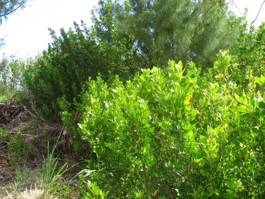Green Buttonwood