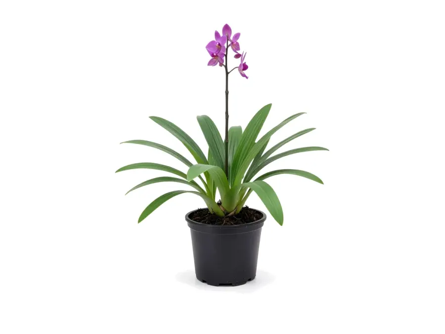 Ground Orchid