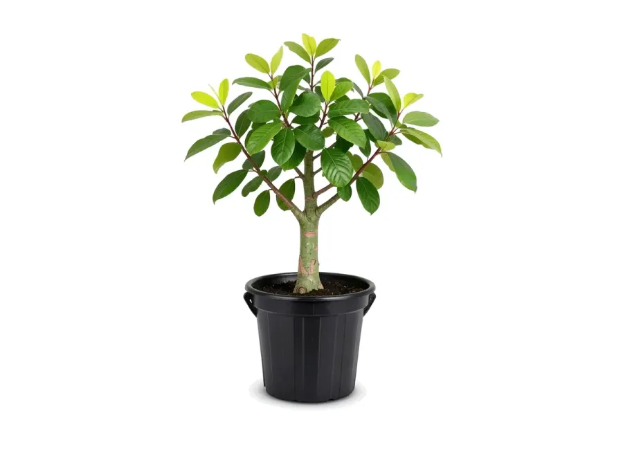Guava Tree
