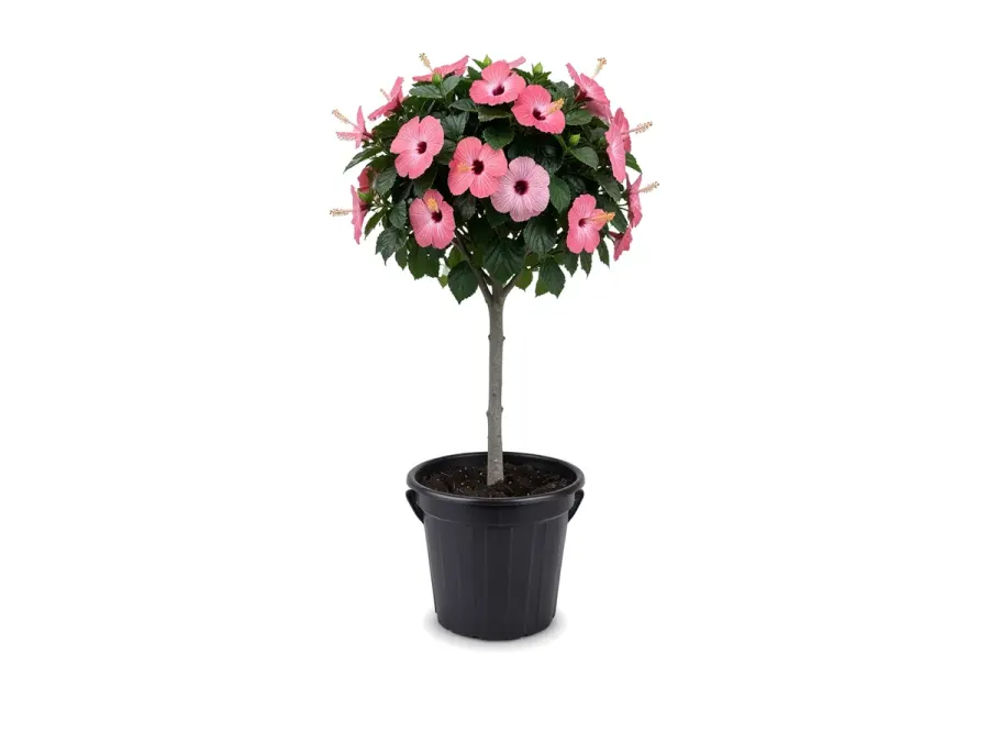 Hibiscus Tree