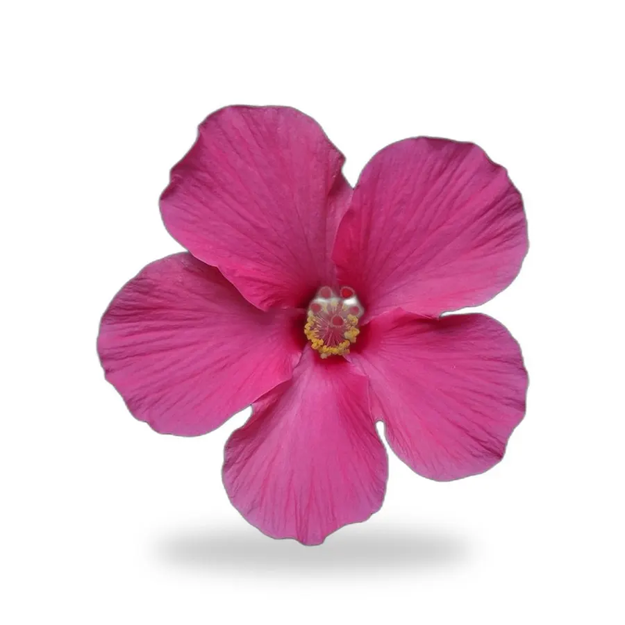 Hibiscus Tree