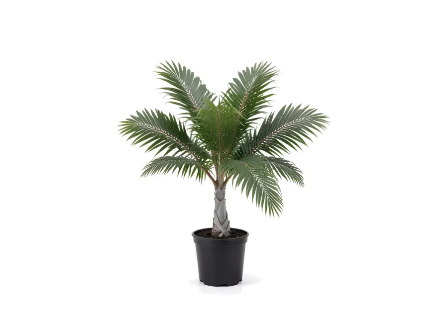 Hurricane Palm