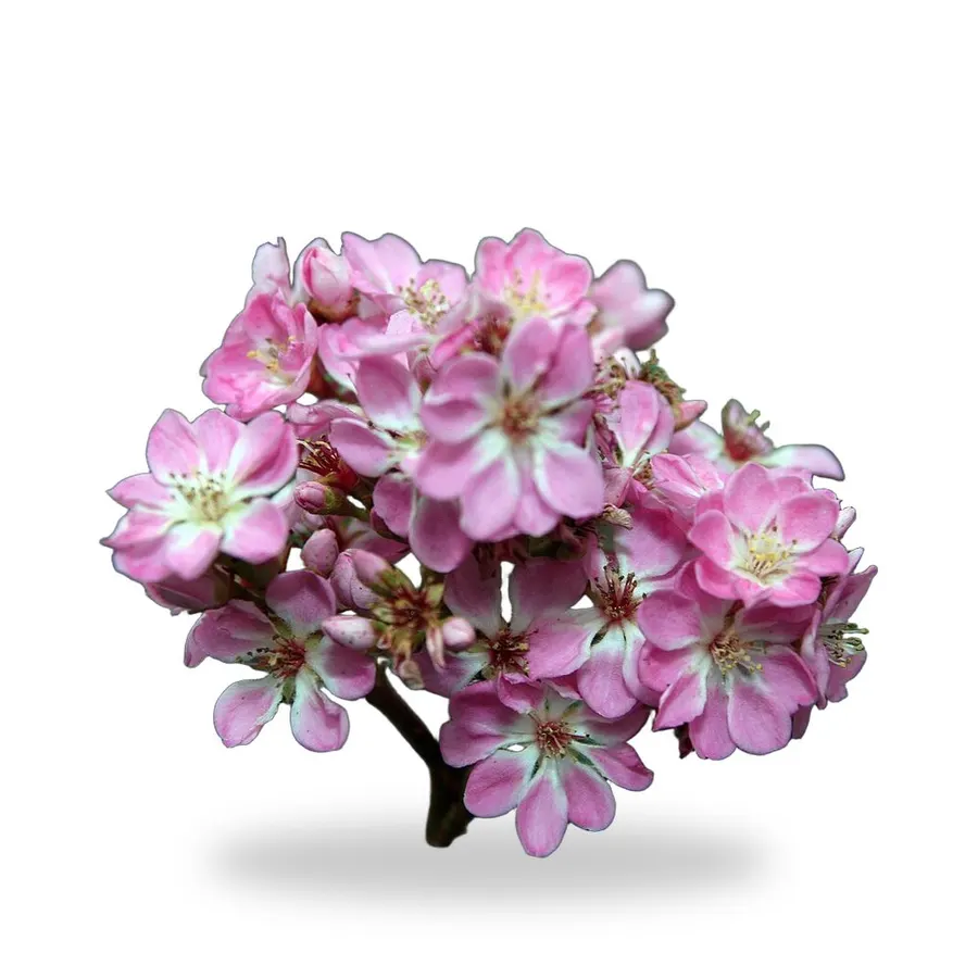 Indian Hawthorn
