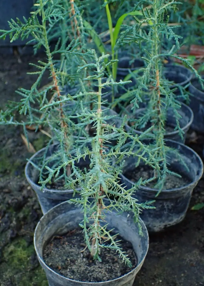 Italian Cypress