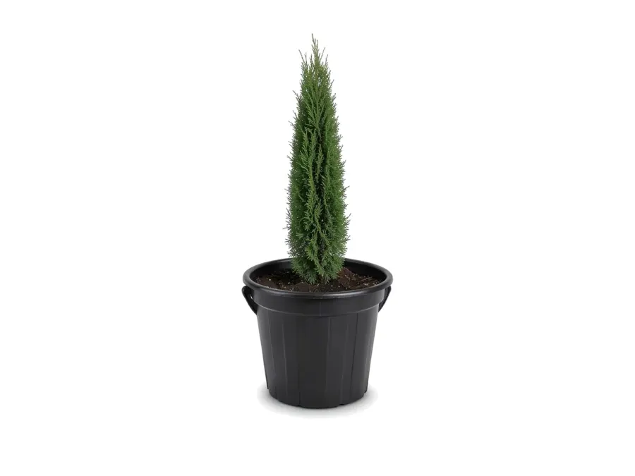 Italian Cypress