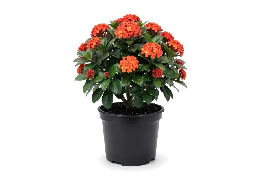 Ixora